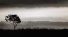 Lone Tree on Vashon Art Print