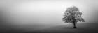 Lone Tree in the Fog Art Print