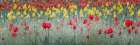 Dancing Tulips I Art Print