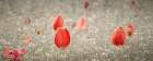 Dancing Tulips II Art Print