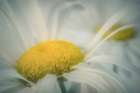 Soft Daisies Art Print
