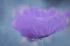 Purple Poppy Art Print