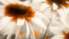 In the Garden Art Print