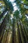 Redwoods Skyward Art Print
