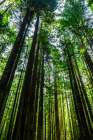 Tall and Slender Redwoods Art Print