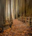 Leafy Path Through the Forest Art Print