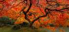 Red Maple Art Print