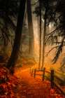 Leaves Through the Trees I Art Print