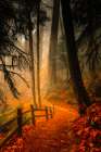 Leaves Through the Trees II Art Print