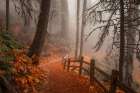 Along the Trail Art Print