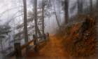 Autumn Fog in the Forest Art Print