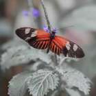 Butterfly in the Garden Art Print