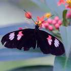 Resting Butterfly Art Print