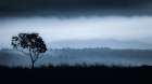 Lone Tree on Vashon Art Print