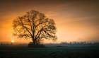 Tree and Mountain at Sunrise Art Print