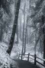 Through the Snowy Trees Art Print