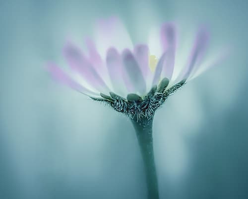 Soft Spring Daisy Art Print