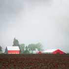 Foggy Spring Morning in the Country II Art Print