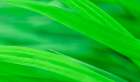 Green Grasses Art Print