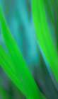 Tall, Green Blades of Grass Art Print