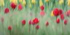Bonanza of Tulips Art Print