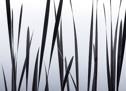 Lakeside Grasses II Nature Print