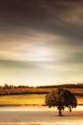 Lone Tree at Sundown Art Print