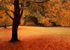 Maple Surrounded Art Print