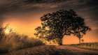Grand Tree at Sunrise Art Print