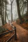 Winding Through the Mist Art Print