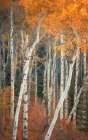 Autumn Woodland Art Print