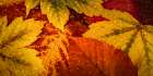 Scattered Leaves I Art Print