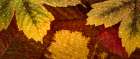 Scattered Leaves II Art Print