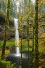 Leafy Autumn Cascade Art Print