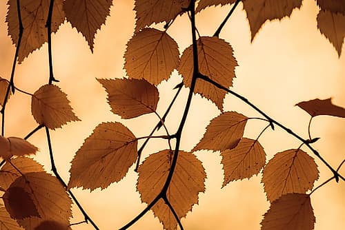 Golden Fall Foliage Nature Print