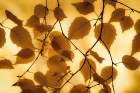 Leaves in Autumn Light Art Print