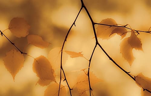 Dangling Leaves Nature Print