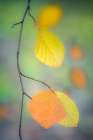 Fall Foliage Art Print