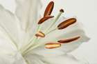 White Lily II Art Print