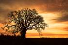 Big Tree, Brilliant Sky Art Print