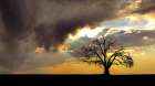 Lone Tree in the Morning Art Print