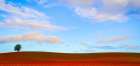 Rolling Hills of Clover Art Print