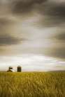 Across the Wheat Field Art Print