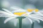 Two Daisies Art Print