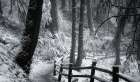 Snow-Draped Forest Trail Art Print