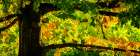 Light Touches the Autumn Leaves Art Print