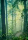 Through the Woods in a Misty Rain Art Print