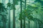 A Peek Into the Misty Woods Art Print