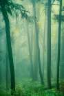 Leaning Into the Mist Art Print