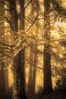 On a Foggy Autumn Morning Art Print